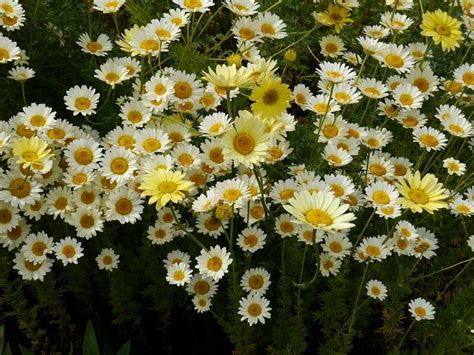 Anthemis tinctoria ' E C Buxton' - CC Plants