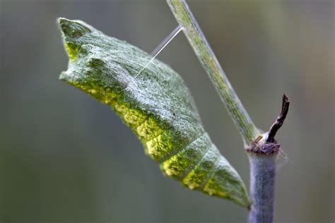 black swallowtail chrysalis | Flickr - Photo Sharing!