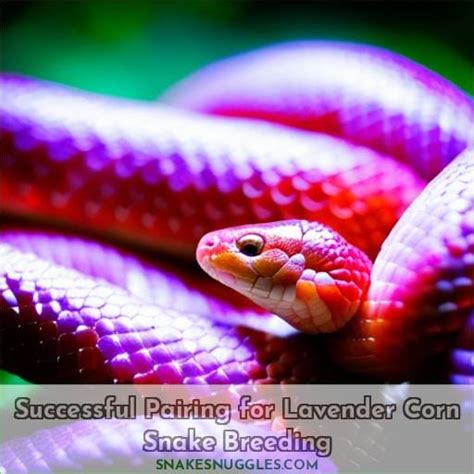 Breeding Lavender Corn Snakes: Genetics, Pairing, and Care