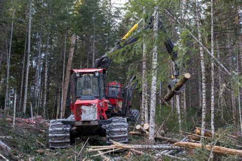 The Work of Heavy Logging Equipment in the Winter Taih. a Forwarder ...