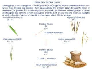 Euploidy and aneuploidy | PPT