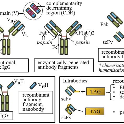 Conventional and recombinant antibody compounds that have been... | Download Scientific Diagram