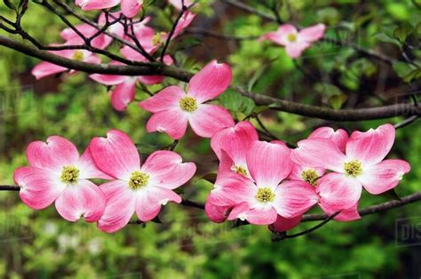 Pink Flowers On A Dogwood Tree - Stock Photo - Dissolve