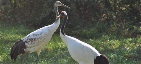 Crane, Red-crowned - Louisville Zoo