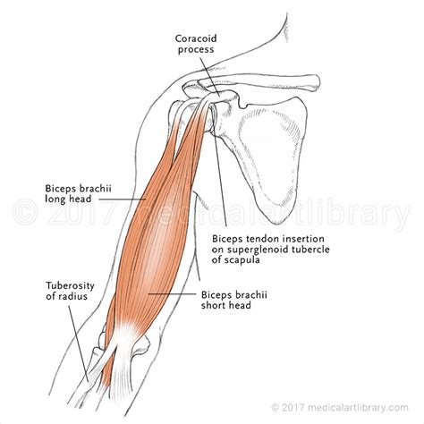 Biceps Brachii Muscle - Medical Art Library