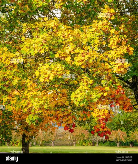 Autumn weather and color changes in a public park Fairview Oregon state ...