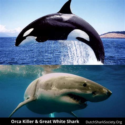 Orca Killer Whales vs Great White Sharks: Battle of the Predators ...