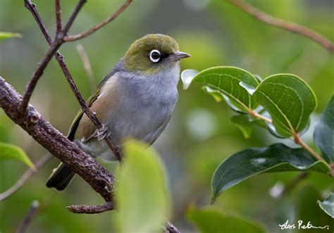 Silvereye | New Zealand | Bird images from foreign trips | Gallery | My World of Bird ...