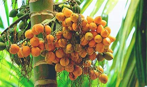 Areca Nut Biological Sources, Morphology, Chemical Constituents ...