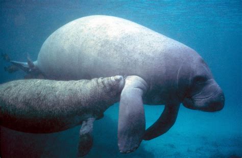 West Indian Manatee | Natural Atlas