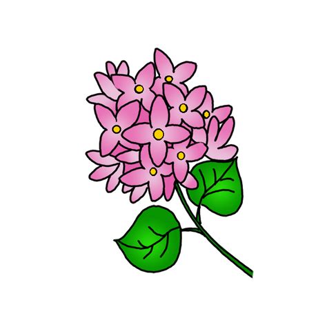 How to Draw Lilac Flowers - Step by Step Easy Drawing Guides - Drawing ...