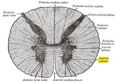 Anterior Horn – LAYMN