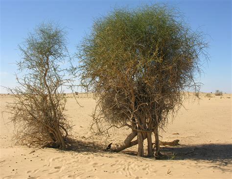 Capparis decidua - Plant Biodiversity of South-Western Morocco