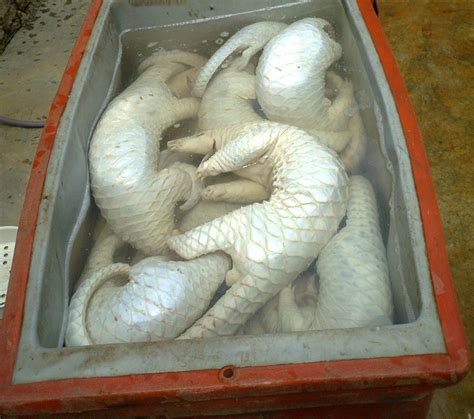 Is India becoming a centre for pangolin poaching?