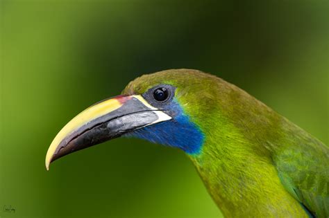 Emerald Toucanet - Emerald Toucanet Tucán Esmeralda (Aulacorhynchus prasinus) | Christian, Bird ...