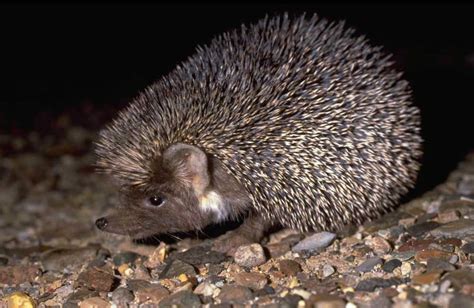 Qatar e-Nature – Ethiopian Hedgehog, Desert Hedgehog