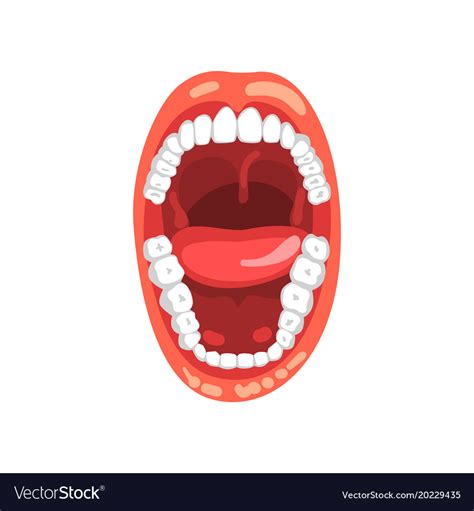 Human teeth open mouth Royalty Free Vector Image