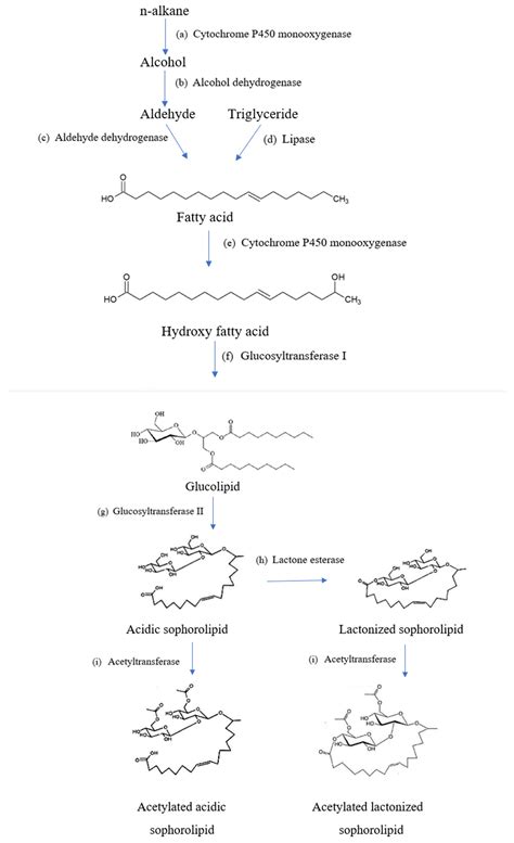 Molecules | Free Full-Text | Sophorolipids—Bio-Based Antimicrobial Formulating Agents for ...