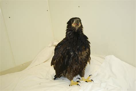 Bald Eagle Fledgling PH 2013a | Wolf Hollow Wildlife Rehabilitation Center