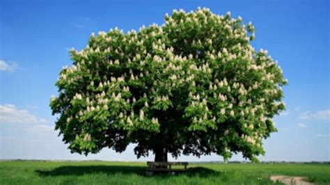 Threatened chestnut trees join hemlocks as beneficiaries of mountain ...