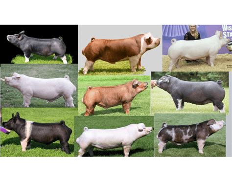 Breeds of Hogs Quiz