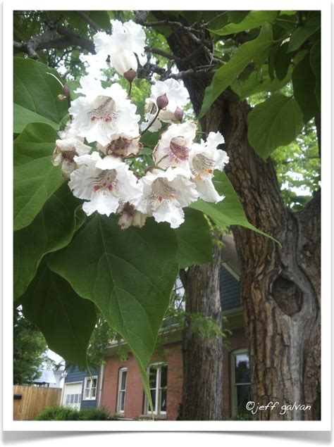 Western Catalpa – Catalpa Speciosa – Flowers | Boulder Tree Care ...