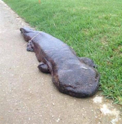 The giant salamander | Prehistoric Paradise Amino