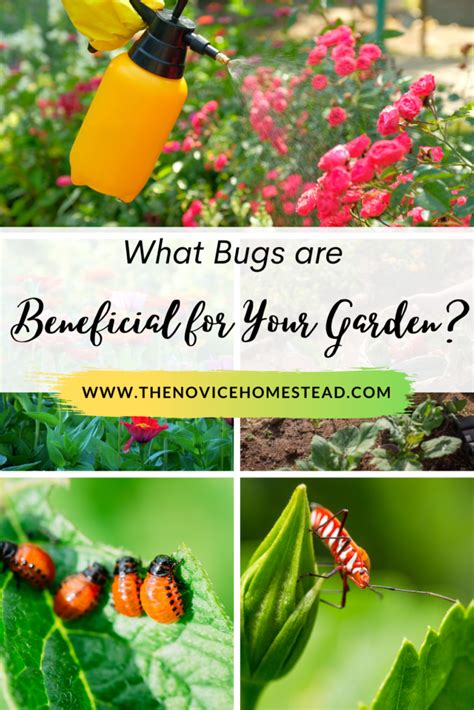 8 Bugs That Are Good Your Garden - The Novice Homestead