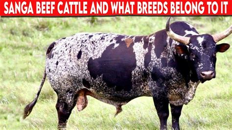 ⭕ SANGA BEEF CATTLE AND WHAT BREEDS BELONG TO IT Cattle Ankole Watusi ...