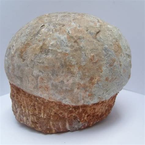 Hadrosaurus Dinosaur Eggs in Nest - Charlotte's Stock Picks