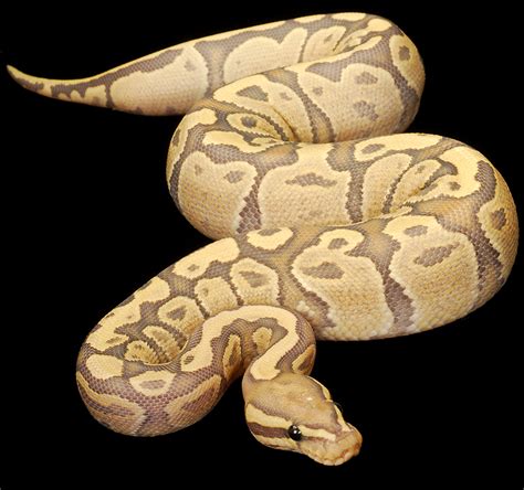 Ball Python Morphs Snakes Pictures - All Best Desktop Wallpapers