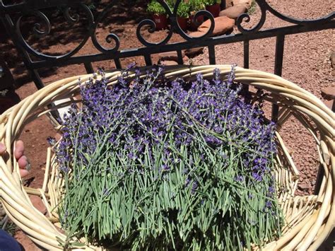 Lavender Festival July 23-26 | Get Out Events | wmicentral.com