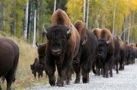 Wood Bison Photograph by Mark Newman