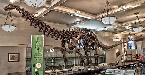 What Is The Deal With Brontosaurus?! | BEYONDbones