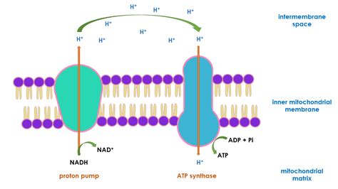 Chemiosmosis diagram | Quizlet