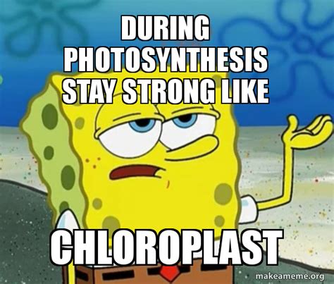 during photosynthesis stay strong like chloroplast - Tough SpongeBob Meme Generator