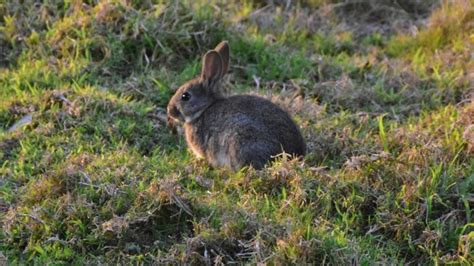 The Australian rabbit plague began in 1859 with only 24 animals