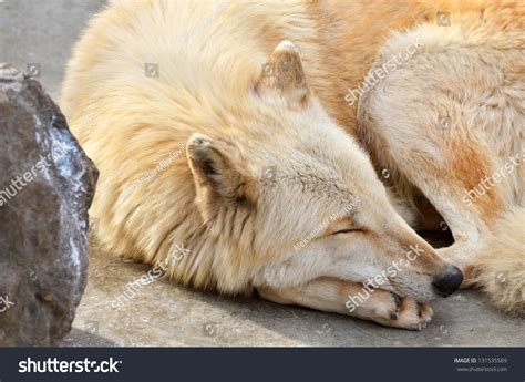 White Wolf Sleeping Stock Photo 131535569 : Shutterstock