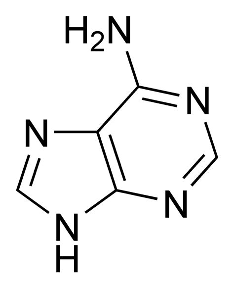 File:Adenine chemical structure.png - Wikipedia