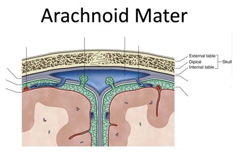 Arachnoid Mater Diagram | Quizlet