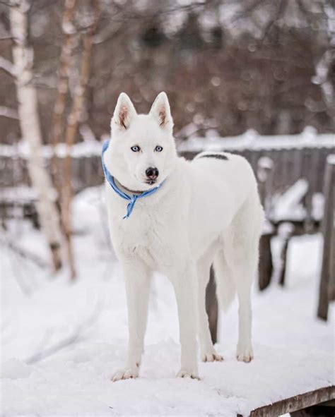 White Husky: Facts, Genetics, Traits & FAQs (With Pictures)