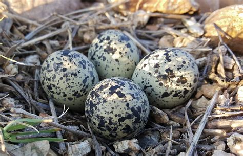 Quick Facts About Bird Eggs - Birding World