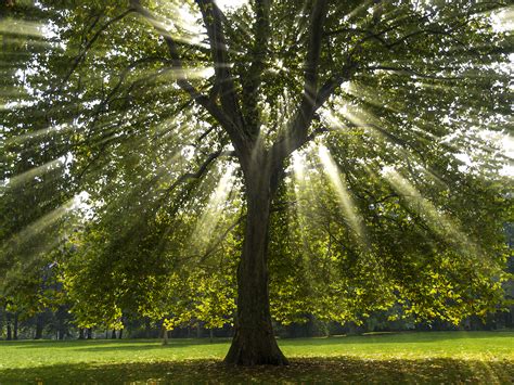 What Does the Sycamore Tree Symbolize? | Synonym