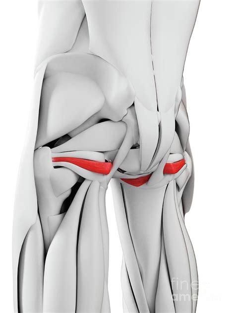 Obturator Internus Muscle Photograph by Sebastian Kaulitzki/science Photo Library - Fine Art America