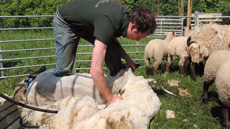 South Australia Sheep Shearing Demonstration - YouTube