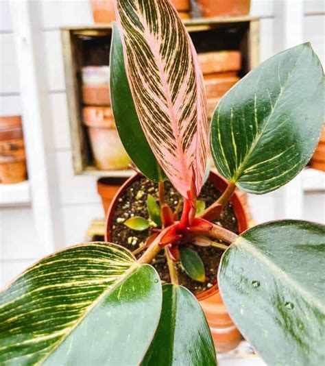 Pink Birkin Plant: A Fairly New Houseplant - a Friendly Gardener