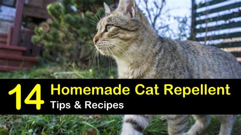 14 Natural Cat Repellent Recipes Anyone Can Make