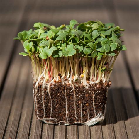 Radish, Daikon - Microgreens Sprouting seeds