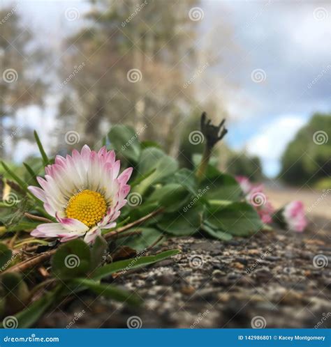 Lawn Daisy stock image. Image of nature, flower, spring - 142986801