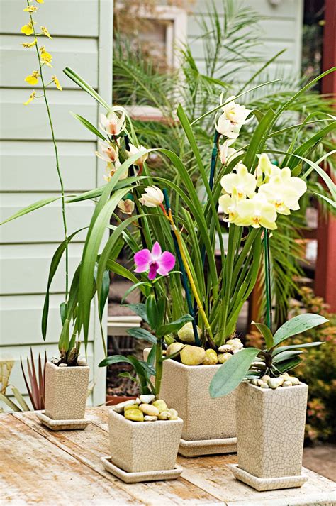 How To Repot Orchids: A Step By Step Guide